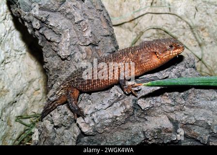 Lo skink di Stokes, lo skink di Gidgee, lo skink dalla coda spinosa, l'Egernia stokesii, lo szkink Foto Stock