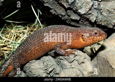 Lo skink di Stokes, lo skink di Gidgee, lo skink dalla coda spinosa, l'Egernia stokesii, lo szkink Foto Stock