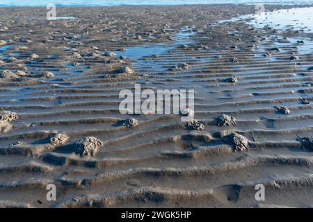 Schlickwellen im Wattenmeer der Nordsee bei Niedrigwasser Foto Stock