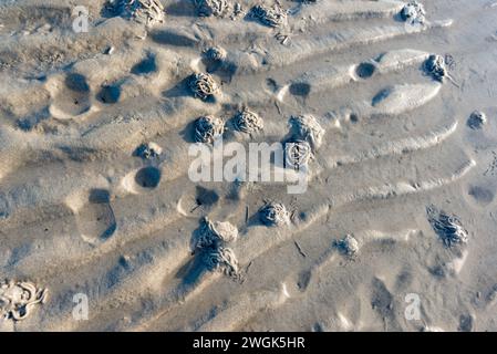 Schlickwellen im Wattenmeer der Nordsee bei Niedrigwasser Foto Stock