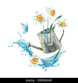 Narcisi, annaffiatoio, spruzzi d'acqua, farfalla. Illustrazione ad acquerello di fiori primaverili isolati su sfondo bianco. Biglietti d'auguri, invito Foto Stock