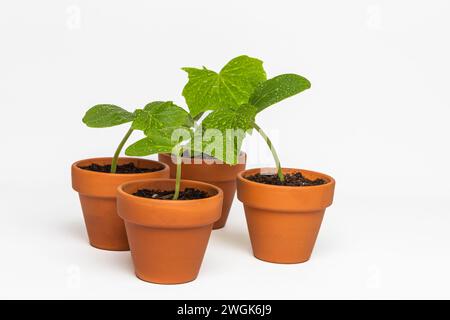 Piccole piante di cetriolo che crescono in pentole di terracotta isolate su sfondo bianco. Foto Stock