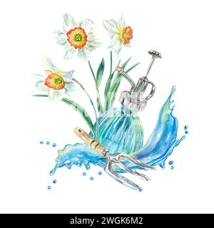 Narcisi, flacone spray, spruzzi d'acqua, forca. Illustrazione ad acquerello di fiori primaverili isolati su sfondo bianco. Biglietti d'auguri, invito Foto Stock