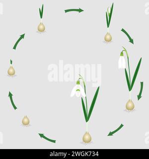 Ciclo di vita di un impianto di snowdrop su sfondo bianco. Illustrazione Vettoriale