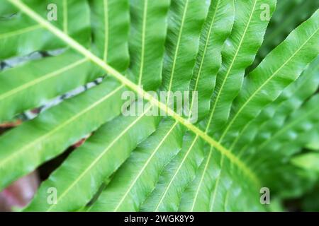 Primo piano della fronte di Blechnum Gibbum Silver Lady Fern Foto Stock