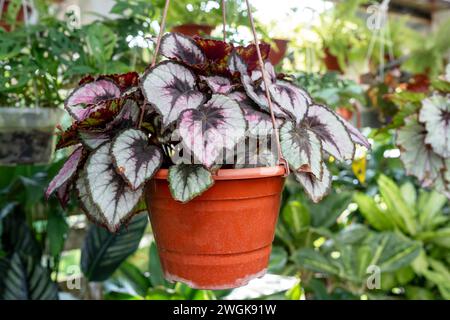 Begonia a foglia dipinta begonia rex principe rosa affascinante in una pentola Foto Stock