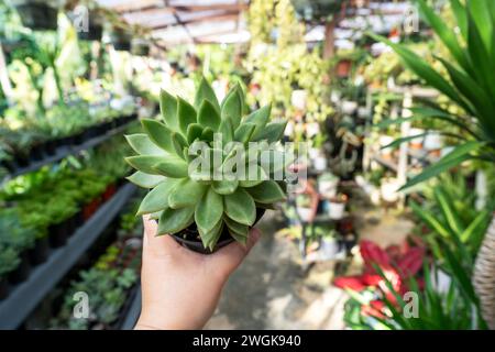 Mano che tiene Agave Echeveria succulenta in una pentola Foto Stock