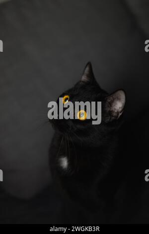 Un gatto nero dall'aspetto elegante e misterioso, con occhi luminosi che brillano con un riflesso dorato, la pelliccia è liscia e lucida Foto Stock