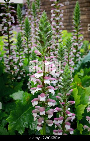 Fiori di mollis di acanto che fioriscono nel giardino primaverile Foto Stock