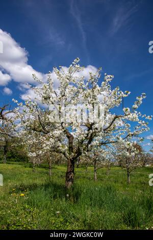 Ciliegi in fiore nel villaggio di Ockstadt, parte della città di Friedberg, Assia, Germania, Europa Foto Stock