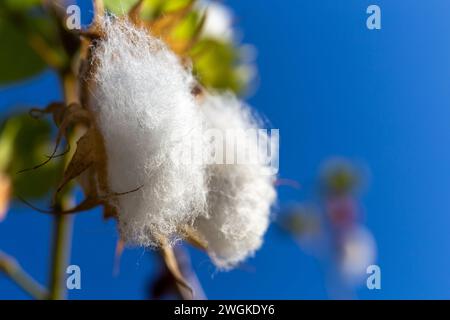 Soffici fiori di cotone pronti per il raccolto, vista ravvicinata, contro il cielo blu, Dubai, Emirati Arabi Uniti. Foto Stock