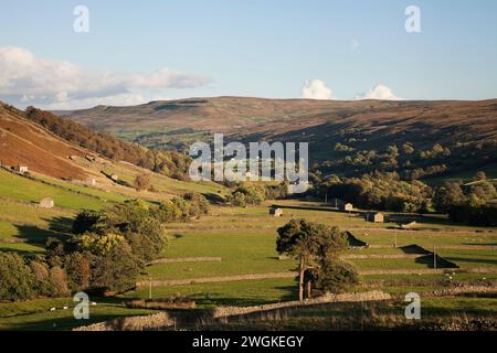 Campi Swaledale vicino Thwaite, nello Yorkshire, Regno Unito Foto Stock
