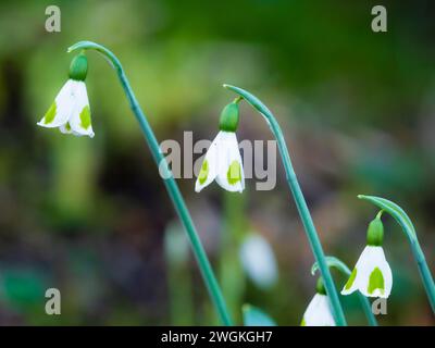 Fiori martellati della fioritura invernale di un'unica goccia di neve, Galanthus 'Long John Silver' Foto Stock