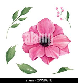 Anemone rosa disegnato a mano isolato su sfondo bianco. Illustrazione dei fiori ad acquerello Foto Stock