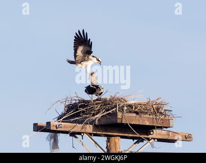 Osprey male porta la borsa di plastica al nido Foto Stock