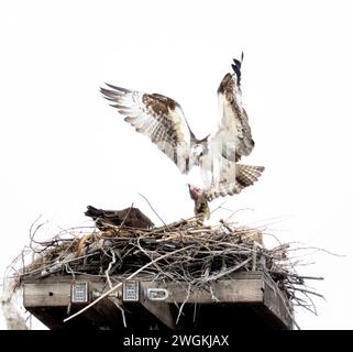 Osprey male che porta la borsa di plastica alla donna a Nest Foto Stock