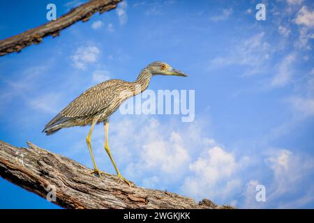 Giovane Heron notturno coronato da giallo (Nyctanassa violacea) arroccato su un albero Foto Stock