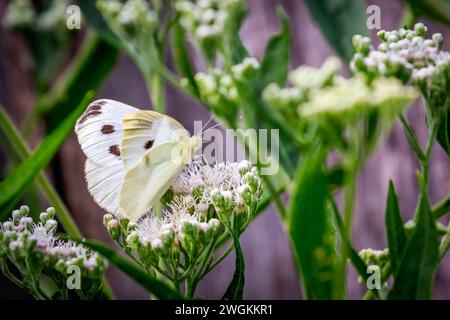 Cavolo farfalla bianca (Pieris rapae) su fogliame verde e bianco Foto Stock