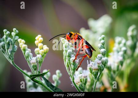 Great Golden Digger Wasp (Sphex ichneumoneus) su verde e fogliame bianco Foto Stock