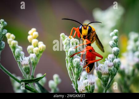 Great Golden Digger Wasp (Sphex ichneumoneus) su verde e fogliame bianco Foto Stock