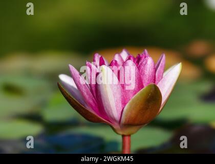 Bellissimo acquarello bianco, viola, fiore di loto con foglie verdi che crescono in uno stagno di gigli. Concetti di giardinaggio (Nymphaeaceae) Copia spazio. Foto Stock