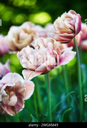 Splendidi fiori di tulipani di albicocca di bronzo in un giardino di cottage primaverile. La Belle Epoque (Tulipa) concetto di giardinaggio. Messa a fuoco morbida. Foto Stock