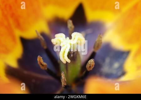 Polline all'interno di un tulipano arancione Foto Stock