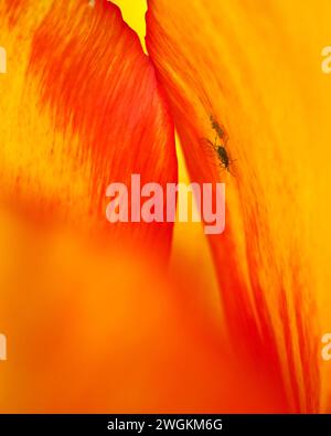 Primo piano di una famiglia di mosche verdi all'interno di un tulipano arancione Foto Stock