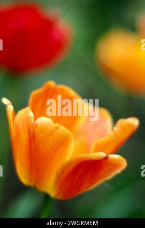 Primo piano di un fiore di tulipani d'arancia Foto Stock