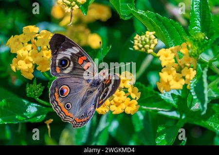 Comune di Buckeye butterfly (Junonia coenia) Foto Stock