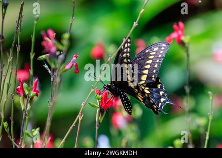 Farfalla di coda di rondine nera (Papilio polyxenes) su fogliame Foto Stock
