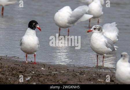 Gabbiani mediterranei, Ichthyaetus melanocephalus, parte di un gregge misto di gabbiani presso la laguna costiera, Lodmoor, Dorset. Fine inverno. Foto Stock