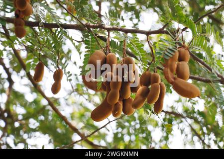 Frutto tamarindo appeso sul proprio albero noto anche come Imlee, Imli, Tamarin, Tamarindo, Tamarindus indica, Tintiri Foto Stock