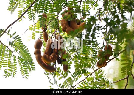 Frutto tamarindo appeso sul proprio albero noto anche come Imlee, Imli, Tamarin, Tamarindo, Tamarindus indica, Tintiri Foto Stock