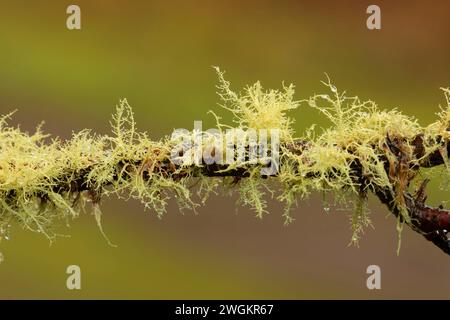 Lichen, EE Wilson Wildlife Area, Oregon Foto Stock