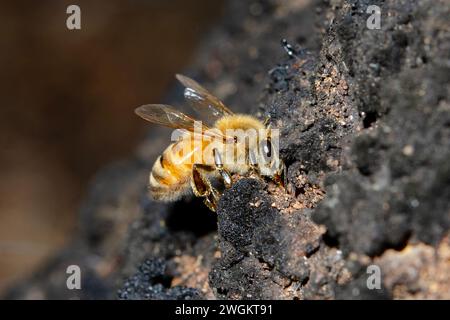 European Honey Bee, Apis mellifera, nutrirsi di faggio sobbioso, Fagus sp, Nelson, South Island, nuova Zelanda Foto Stock