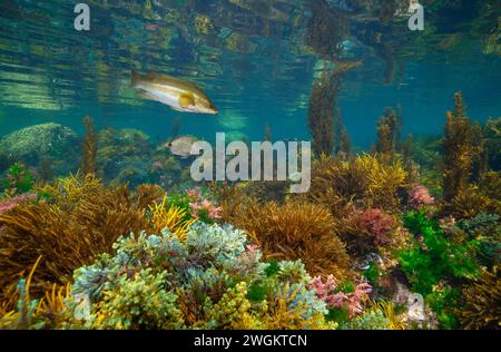 Alghe marine sott'acqua, mare sottomarino nell'oceano Atlantico orientale, scenario naturale, Spagna, Galizia, Rias Baixas Foto Stock