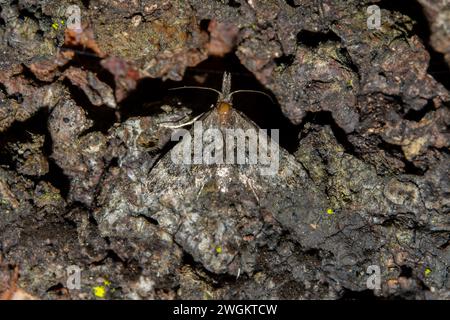 Muso Moth, famiglia Pyraloidea, mimetizzato su Sooty Beech Tree, Fagus sp, Nelson, South Island, nuova Zelanda Foto Stock