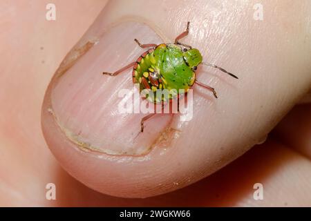 Juvenile Southern Green Shield Bug, Nezara viridula, on finger, introdotto dal Regno Unito, Nelson, South Island, nuova Zelanda Foto Stock