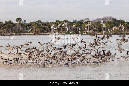 Gli uccelli costieri che decollano da un banco di sabbia presso l'insenatura di Matanzas. Foto Stock