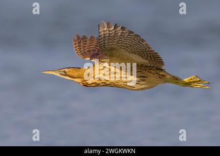 Bitterna eurasiatica (Botaurus stellaris), scivolata sull'acqua, vista laterale, Italia, Toscana, piana fiorentina; stagno dei Cavalieri, Firenze Foto Stock