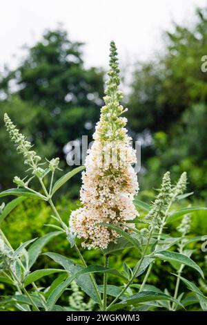 Cespuglio di farfalla, cespuglio di farfalla viola, lilla estiva, cespuglio di farfalla, occhio arancione (Buddleja davidii, Buddleia davidii), con fiori bianchi, Germania Foto Stock