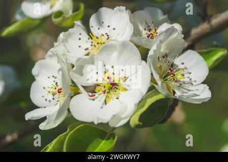 Pere comune (Pyrus communis), fiori su un ramoscello, Germania Foto Stock