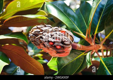 Magnolia meridionale, Bull Ray, Evergreen Magnolia (Magnolia grandiflora), ramo con frutta e semi Foto Stock