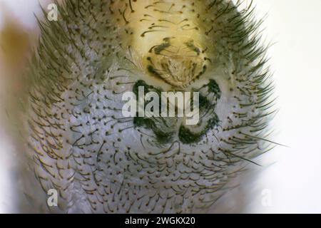 Ragno di cantina dal corpo lungo, ragno di cantina dal corpo lungo (Pholcus phalangioides), spinneret, Germania Foto Stock