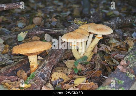 Rustgill (Gymnophilus spectabilis), gruppo, Germania, Meclemburgo-Pomerania occidentale Foto Stock