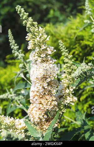 Cespuglio di farfalla, cespuglio di farfalla viola, lilla estiva, cespuglio di farfalla, occhio arancione (Buddleja davidii, Buddleia davidii), con fiori bianchi, Germania Foto Stock