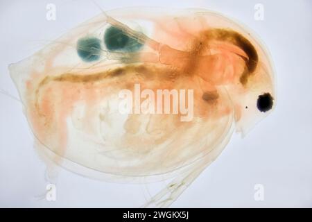 Pulci d'acqua comuni (specifiche Daphnia), foto al microscopio, Germania, Meclemburgo-Pomerania occidentale Foto Stock
