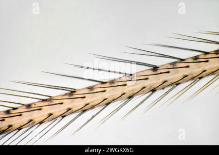 Ragno da cantina a corpo lungo, ragno da cantina a corpo lungo (Pholcus phalangioides), gamba, immagine microscopio, Germania Foto Stock