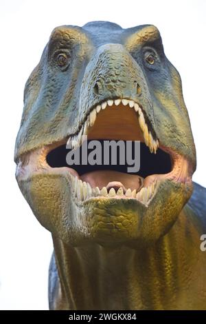 Tyrannosaurus rex, T. rex, T-Rex (Tyrannosaurus rex), replica dinosauro di un Tyrannosaurus rex, ritratto, Germania, Assia, Francoforte sul meno Foto Stock